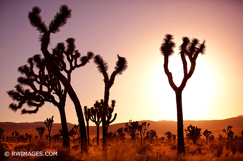 JOSHUA TREE