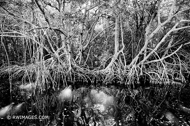 EVERGLADES