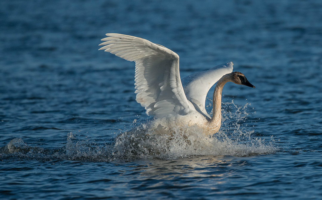 Trumpeter Swan landing, Ottawa National Wildlife Refuge, OH