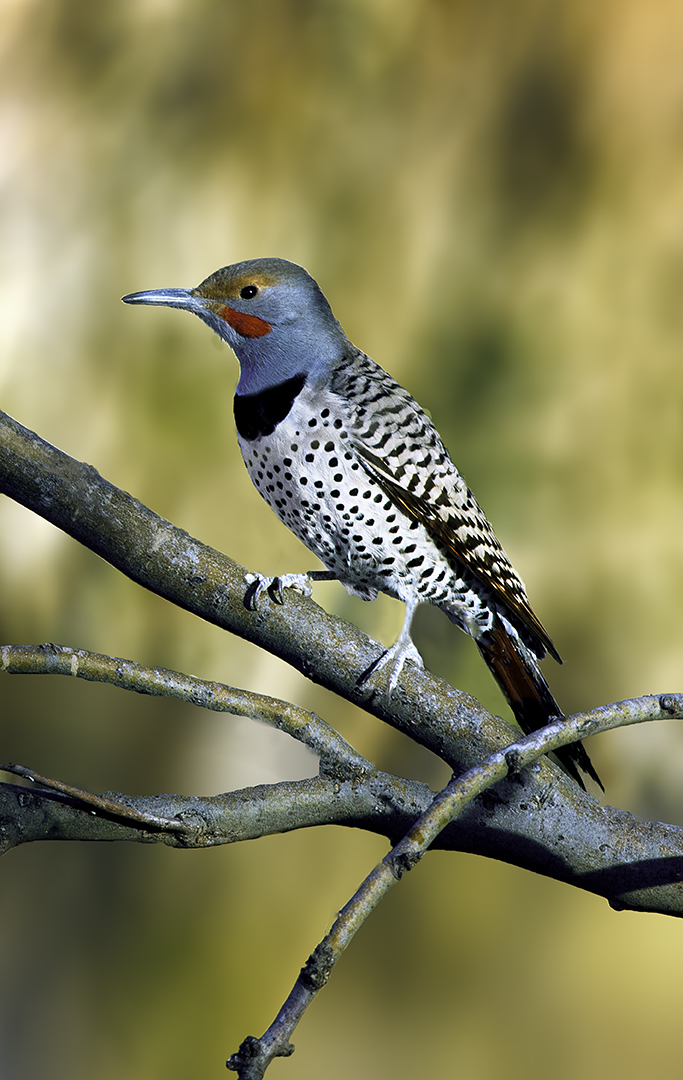 Northern Flicker Verde Valley, AZ