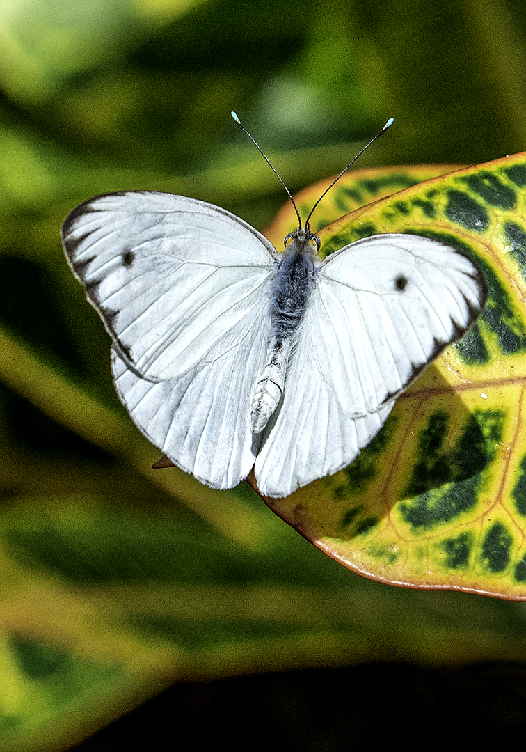 Cabbage  Butterfly