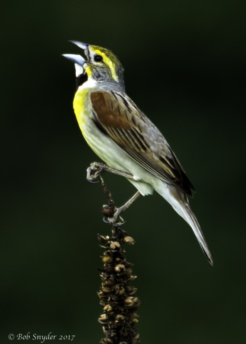 Dickcissel (male I) singing on dead mullein plant.