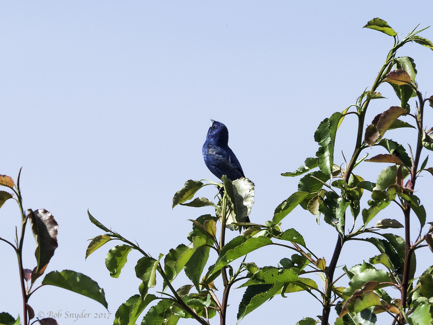 Indigo Bunting male singing from territorial perch.