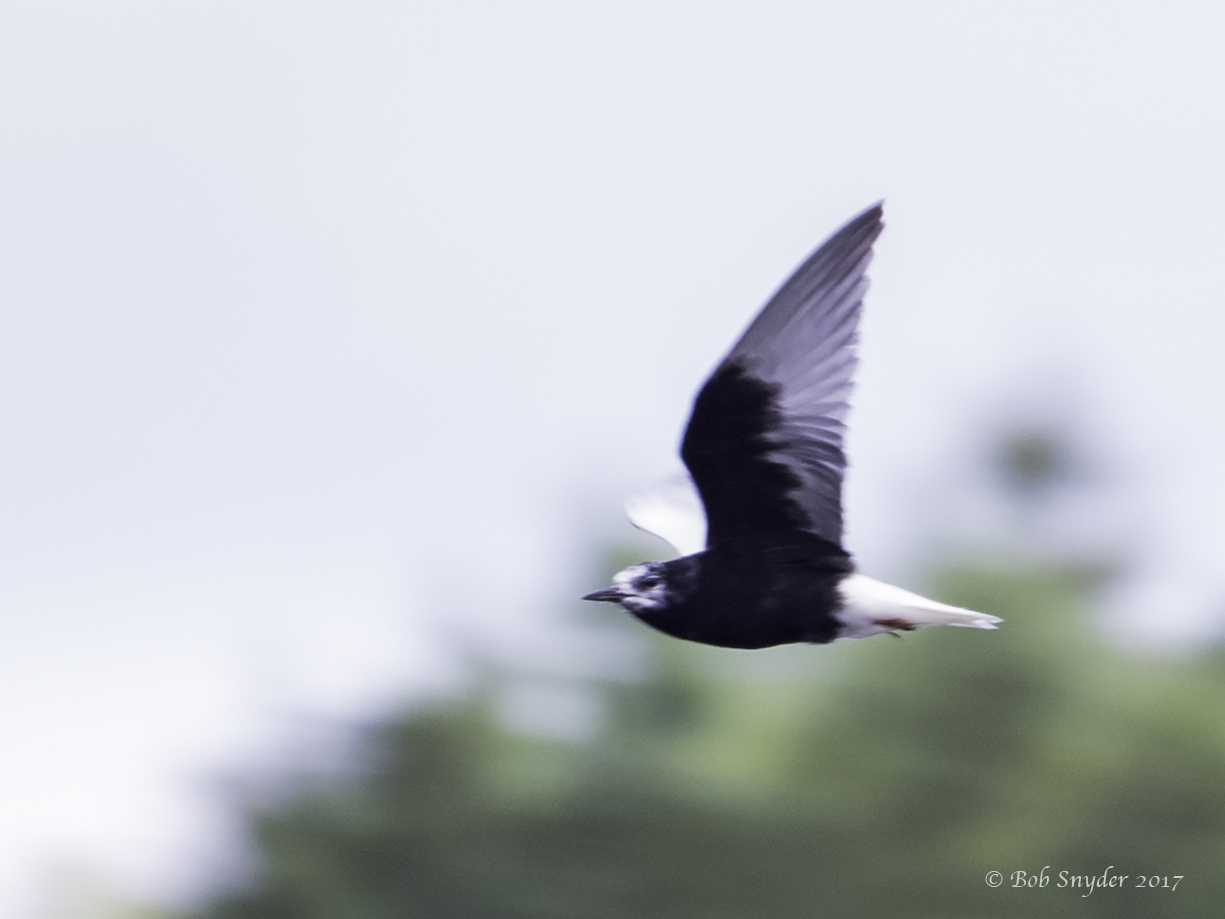 White-winged Tern passing in close.