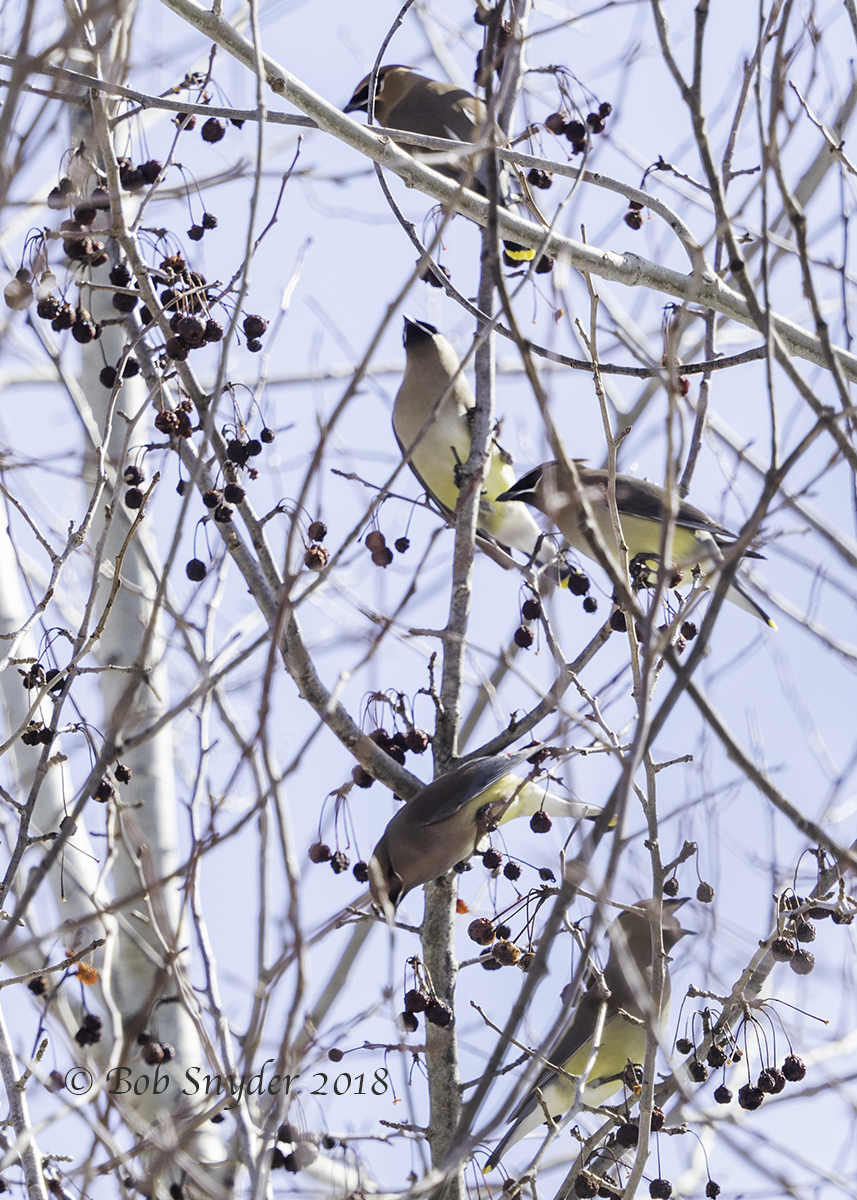 Cedar Waxwings eating thawing crabapples 