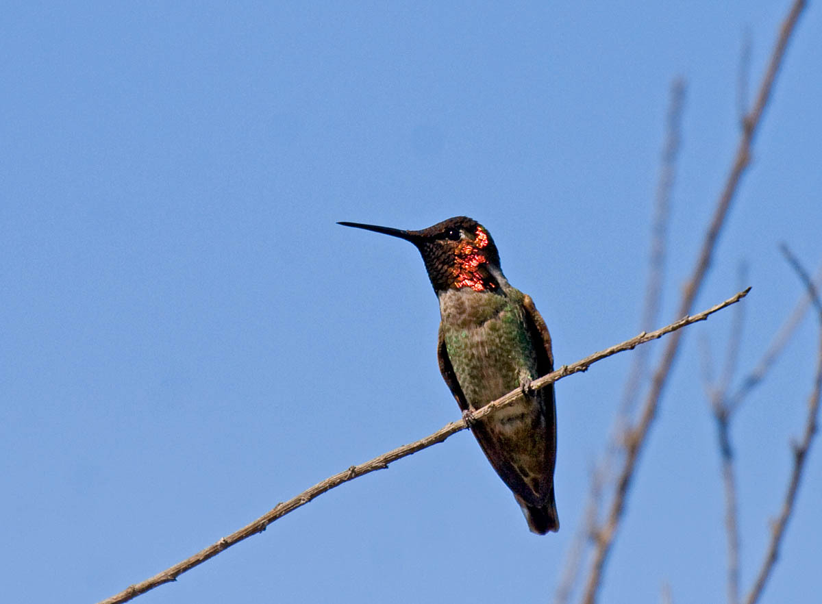 Annas Hummingbird
