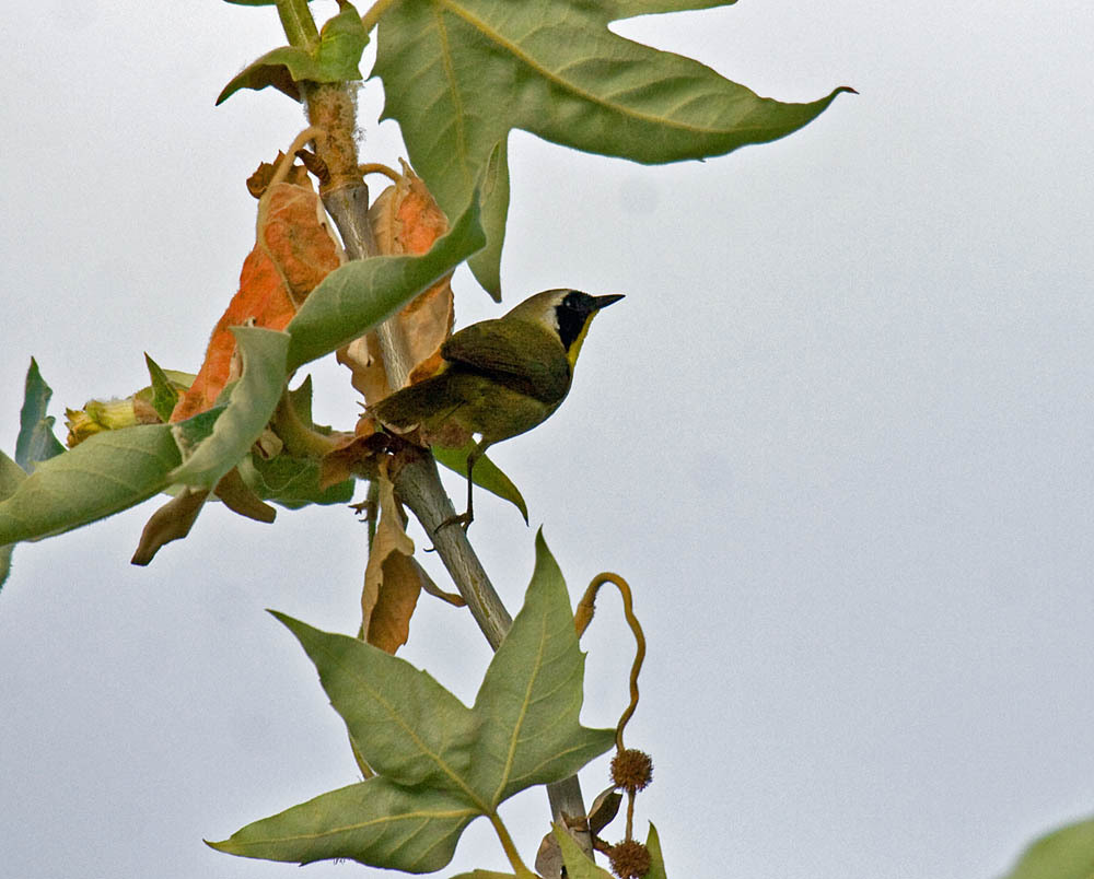 Common Yellowthroat