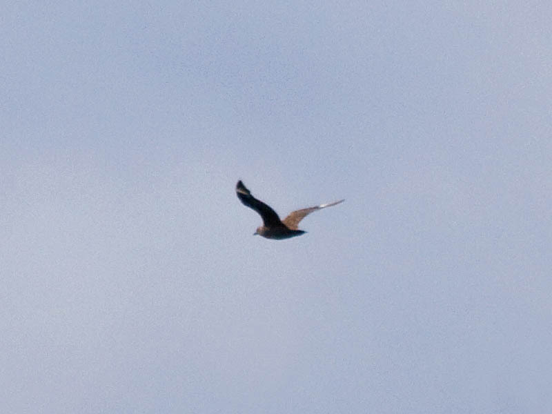 South Polar Skua