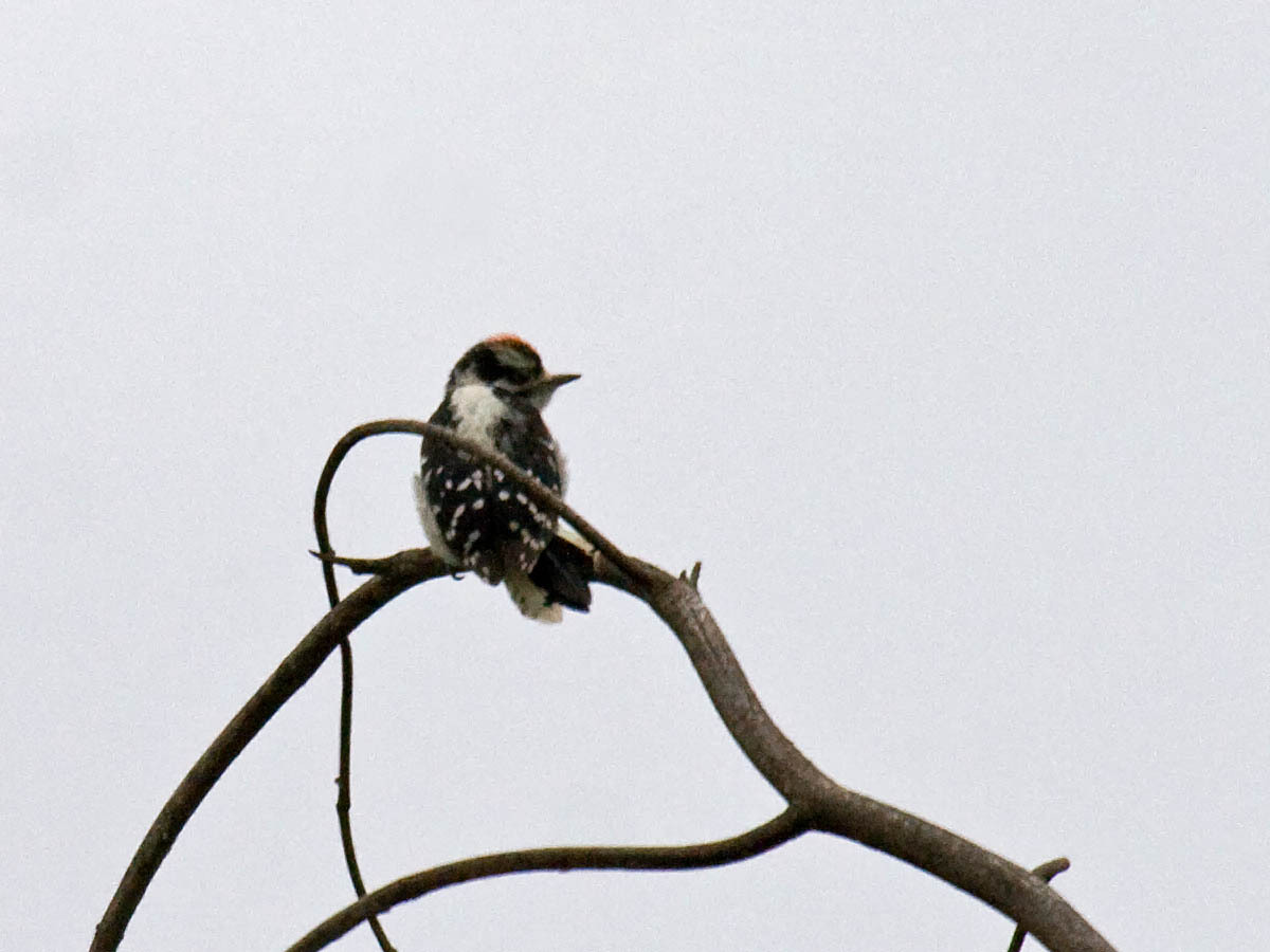 Downy Woodpecker