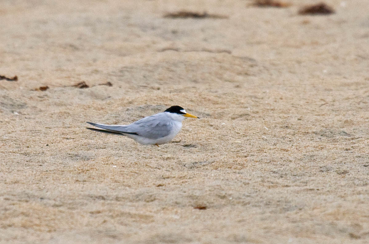 Least Tern