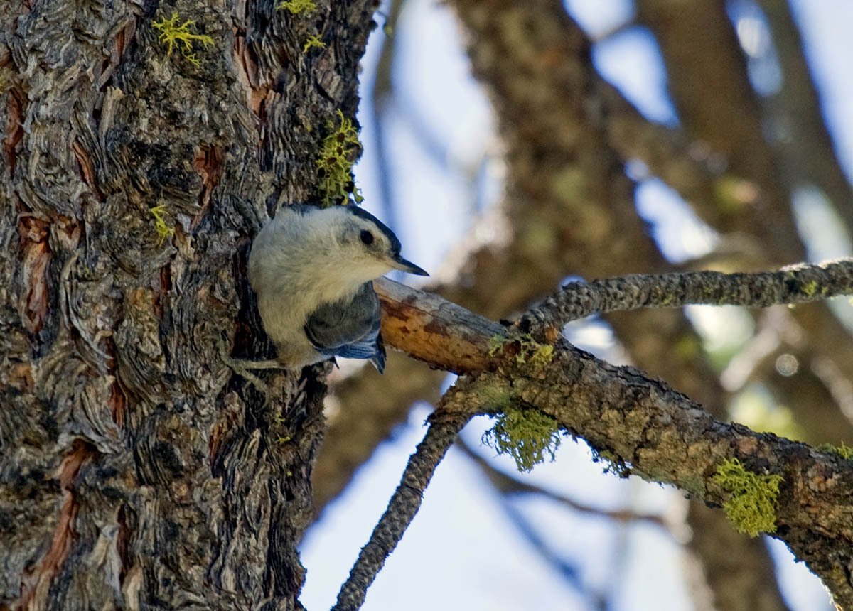 White-breasted Nuthatch