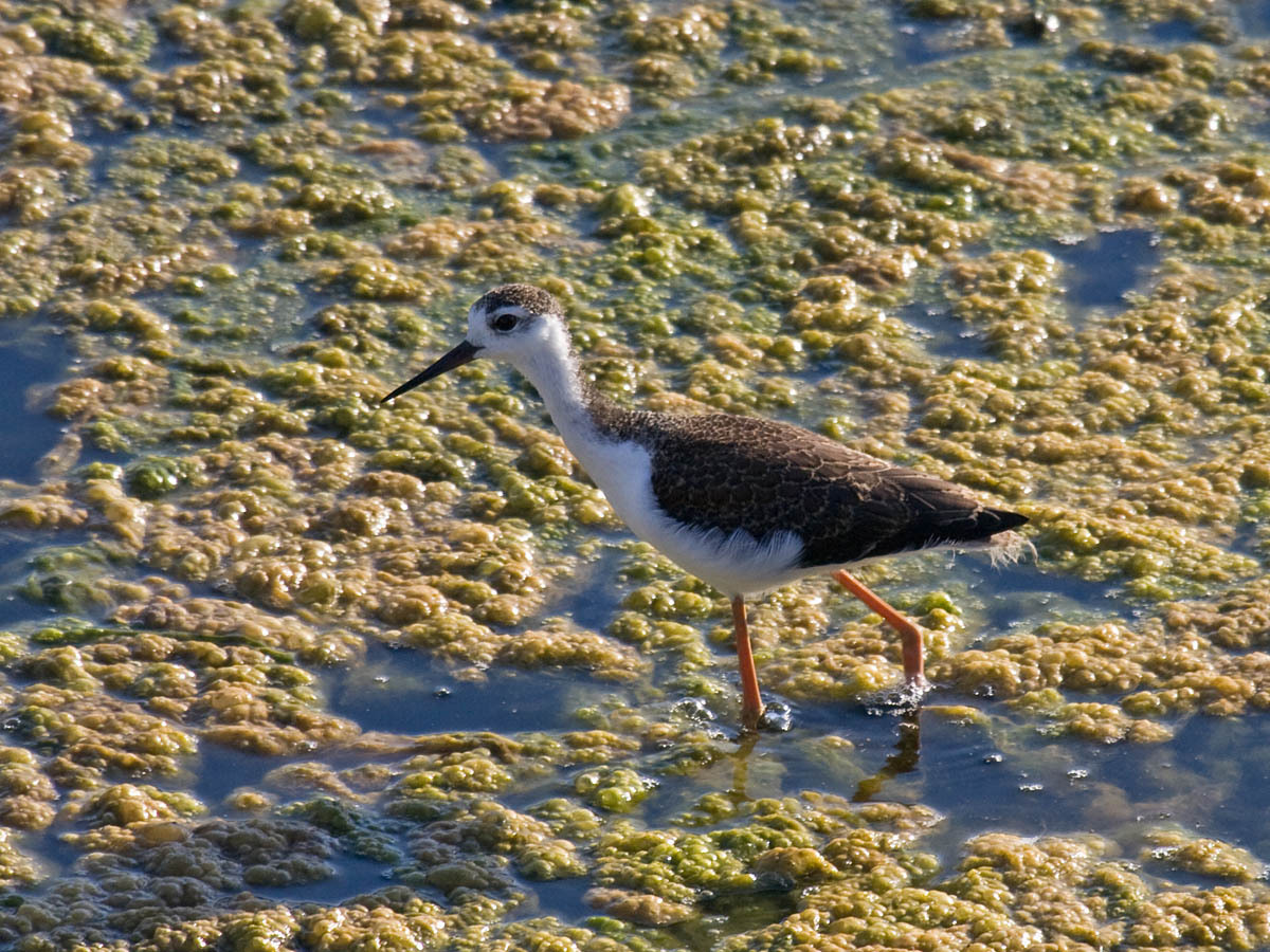 Black-necked Stilt