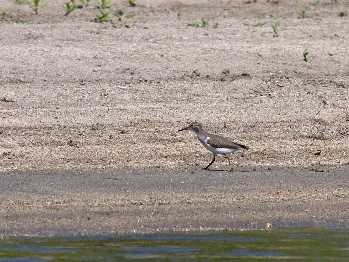 Spotted Sandpiper