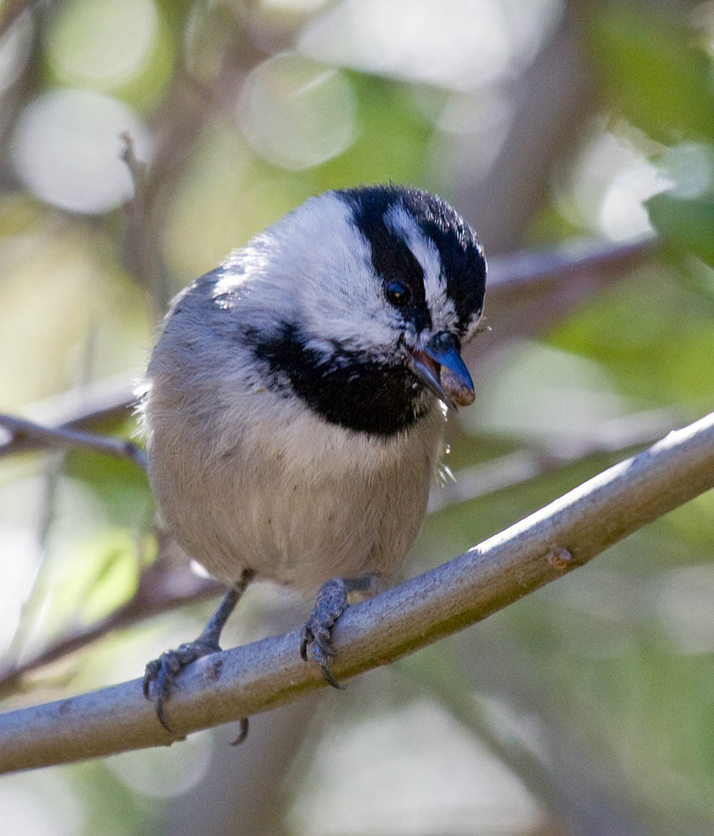 Mountain Chickadee