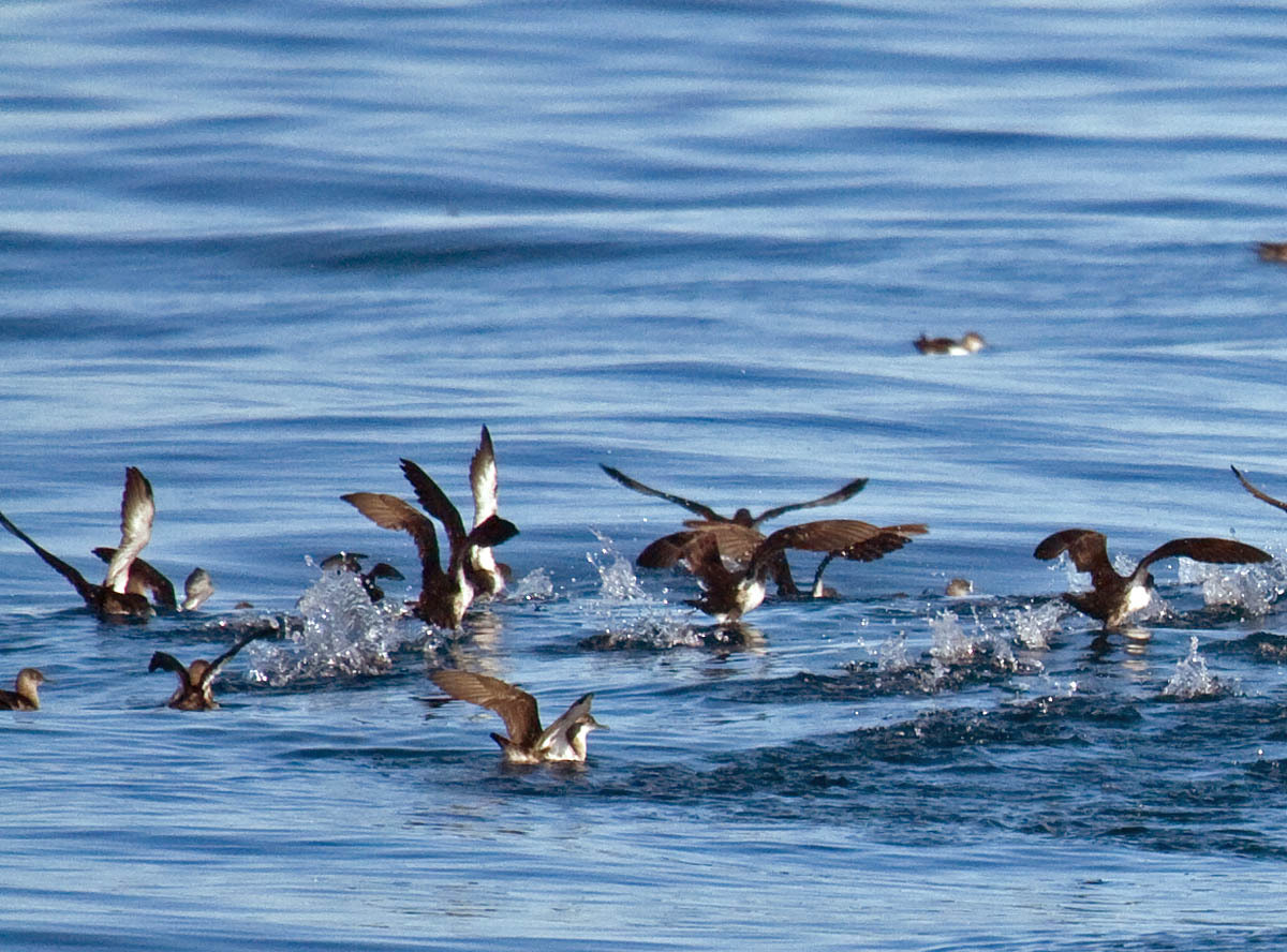 Black-vented Shearwater