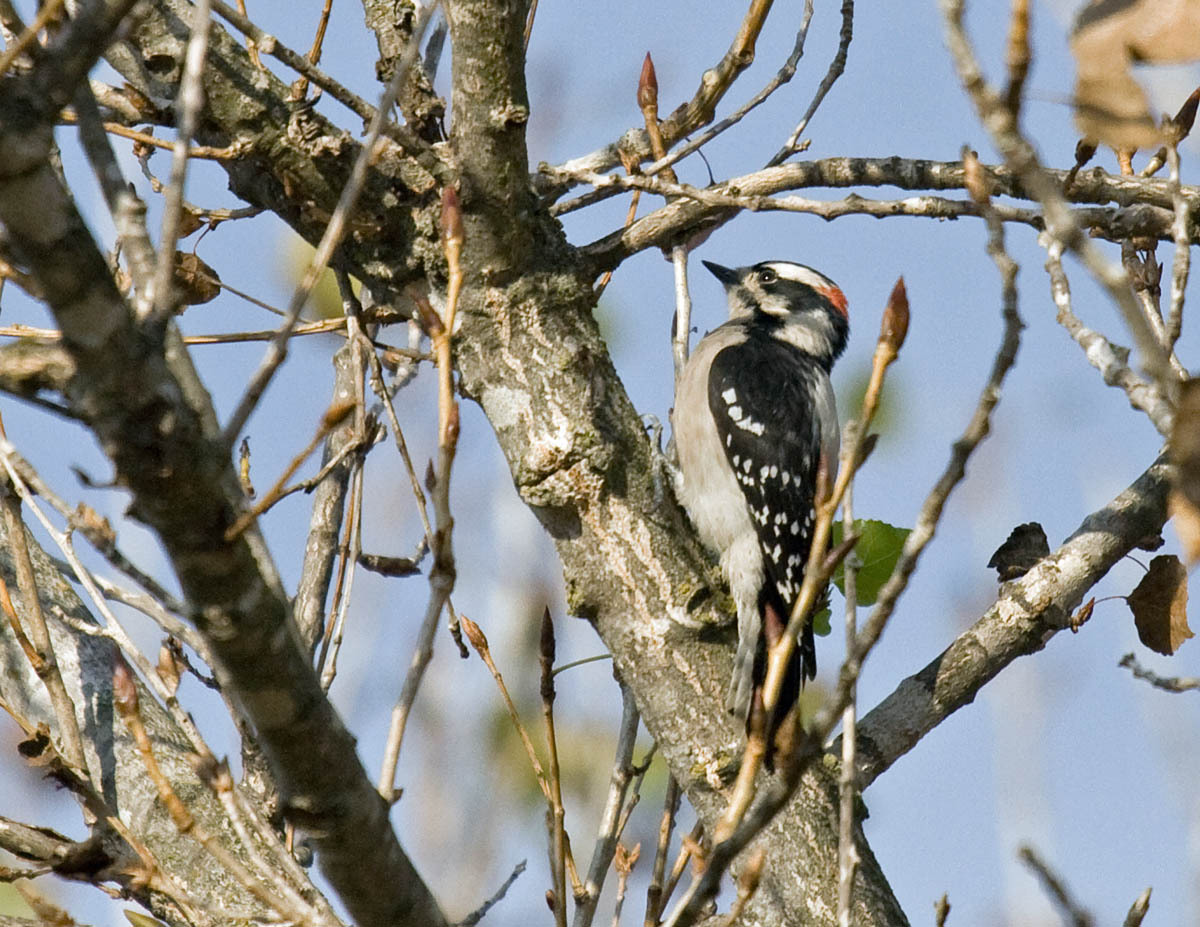 Downy Woodpecker
