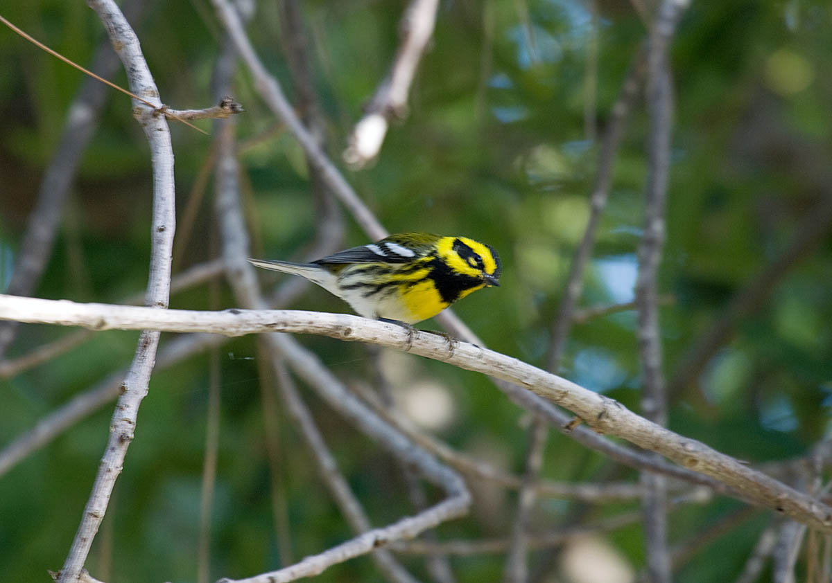 Townsends Warbler