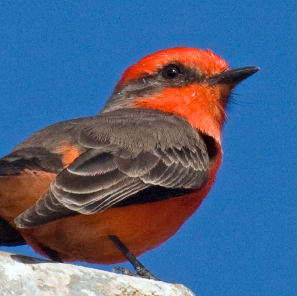 Vermilion Flycatcher