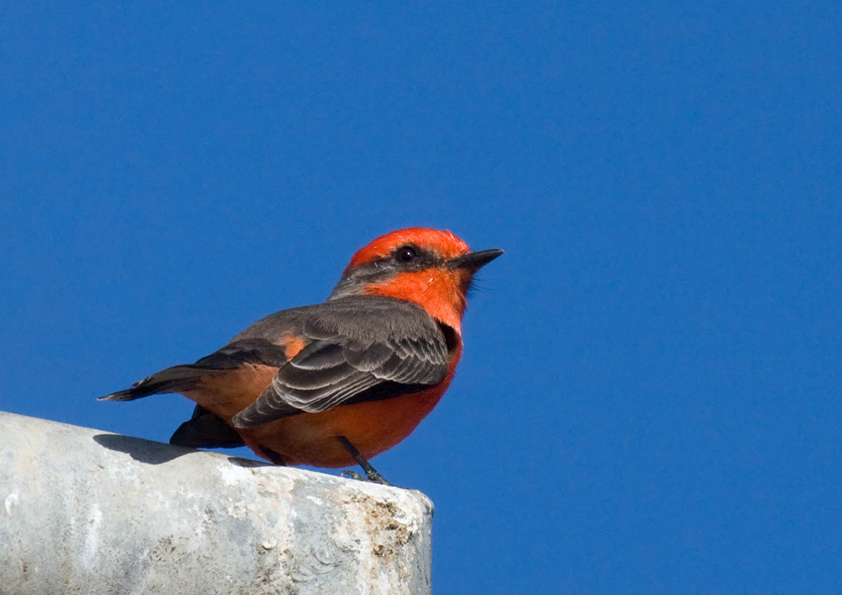 Vermilion Flycatcher