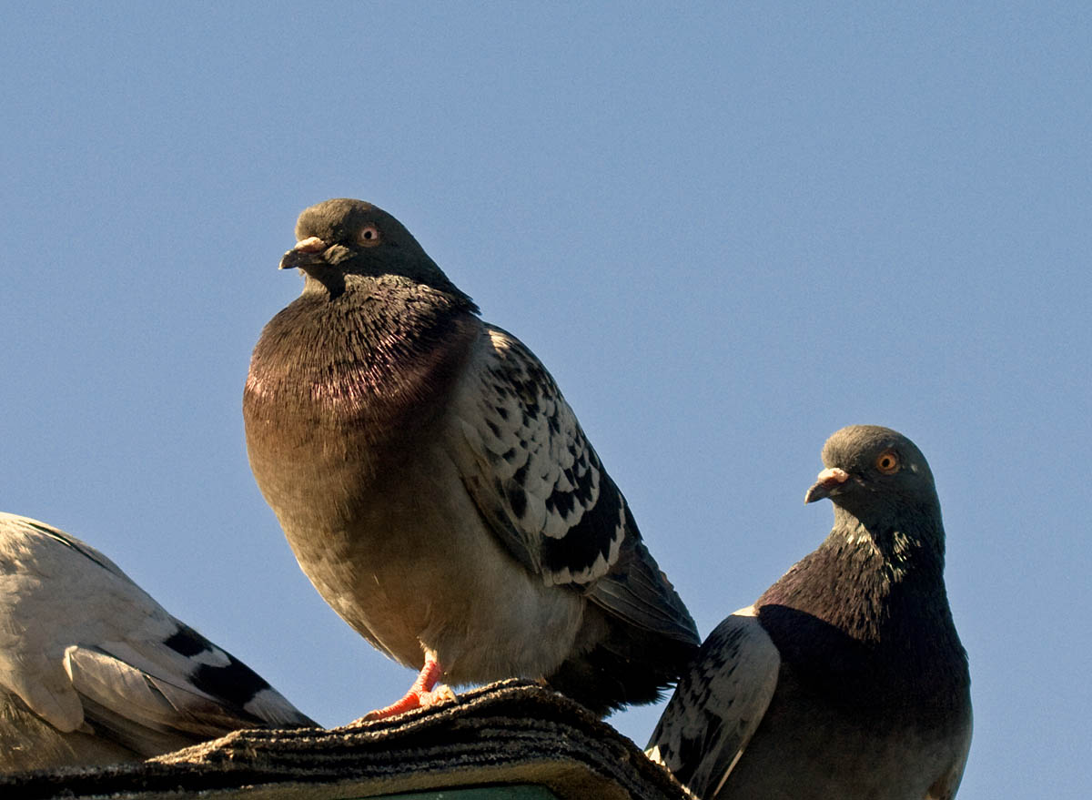 Rock Pigeon