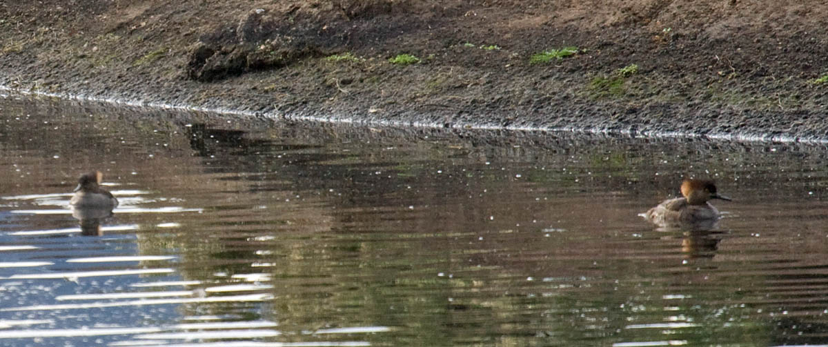 Hooded Merganser