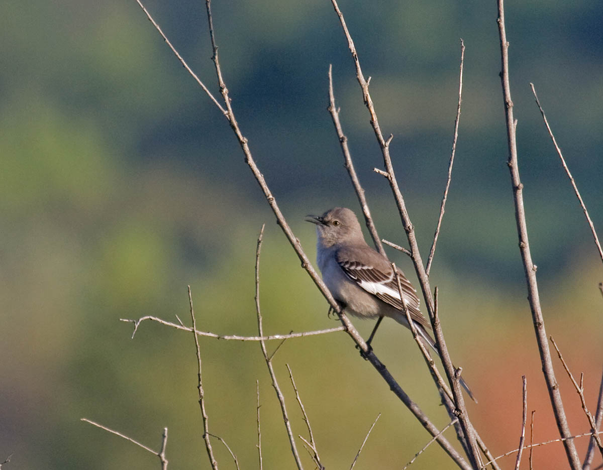 Northern Mockingbird