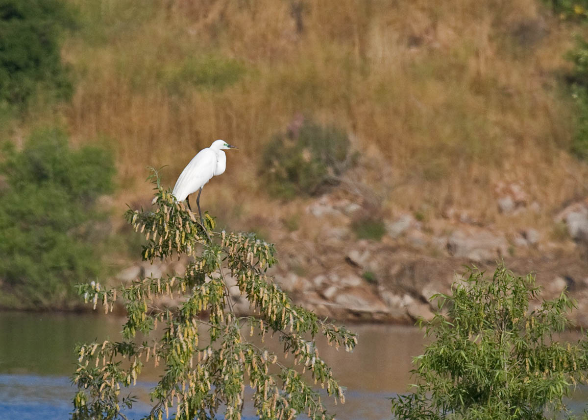 Great Egret