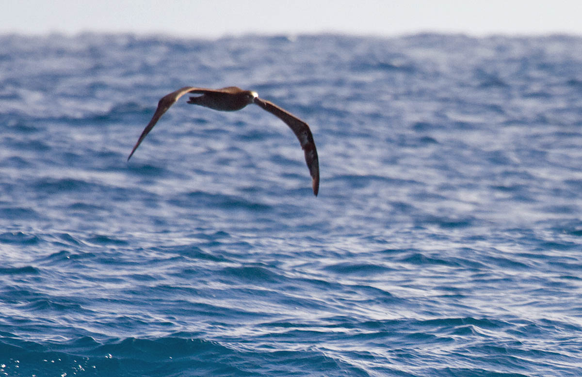 Black-footed Albatross