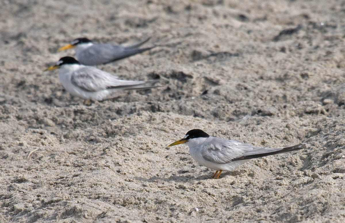 Least Tern