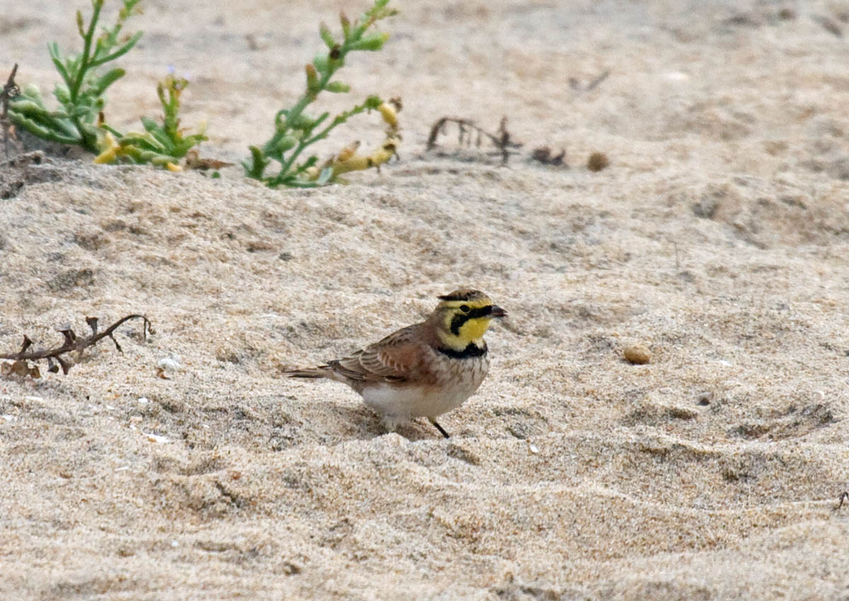 Horned Lark