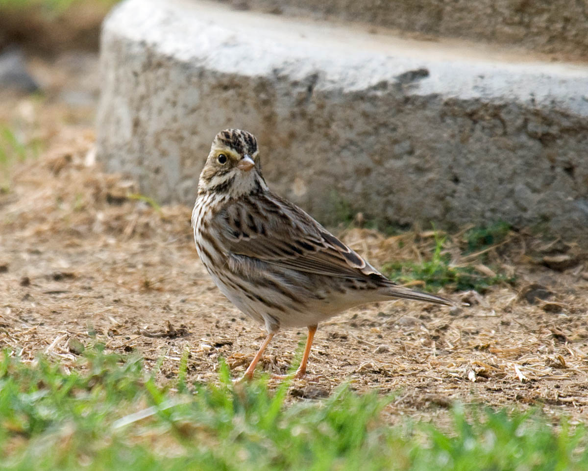 Savannah Sparrow
