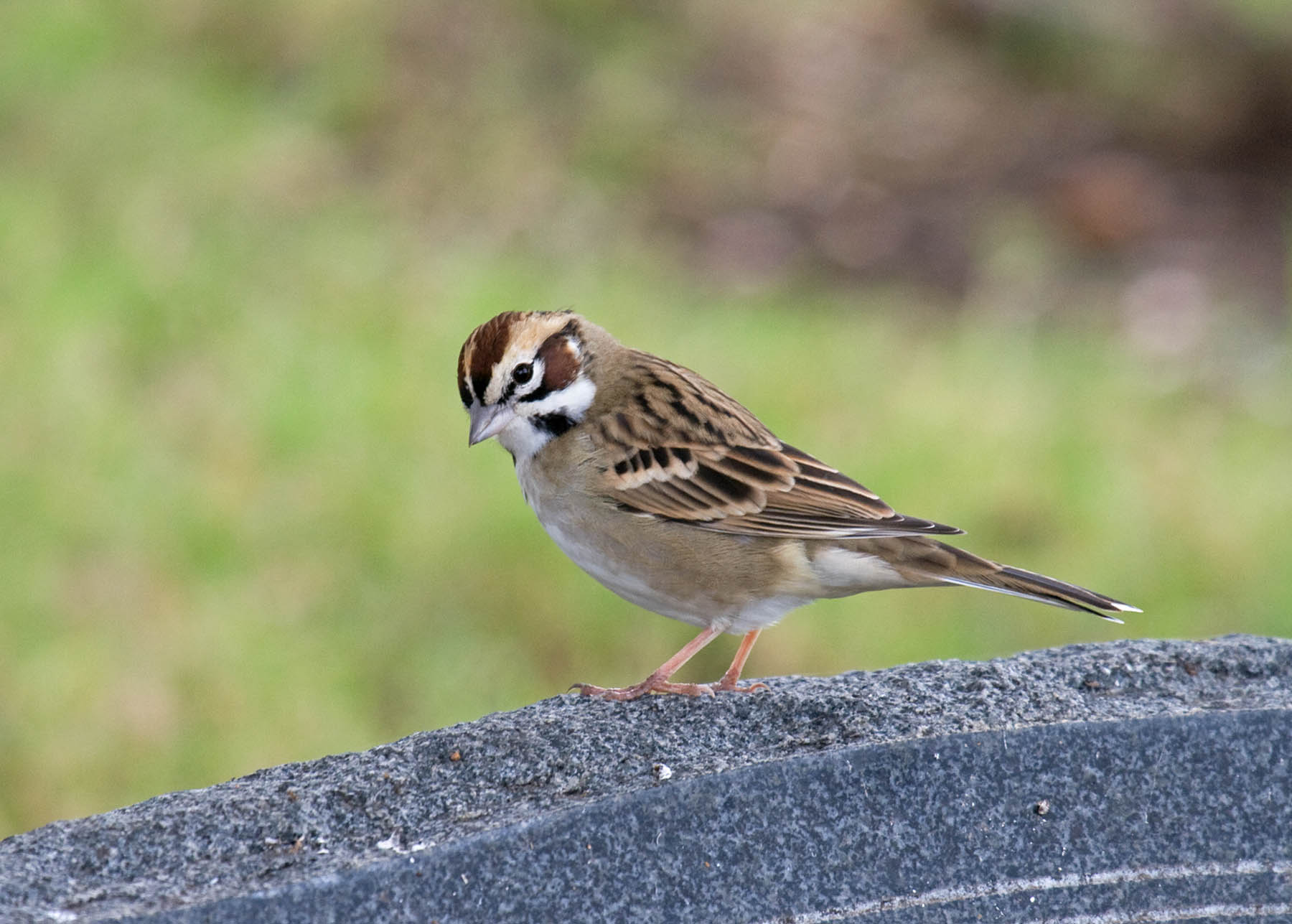 Lark Sparrow