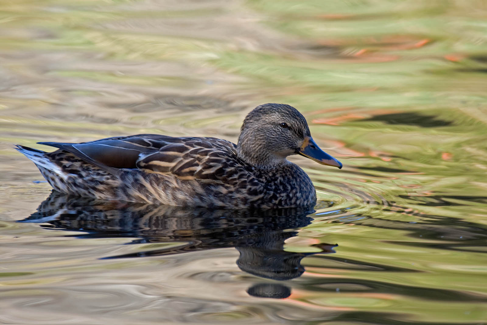 Mallard