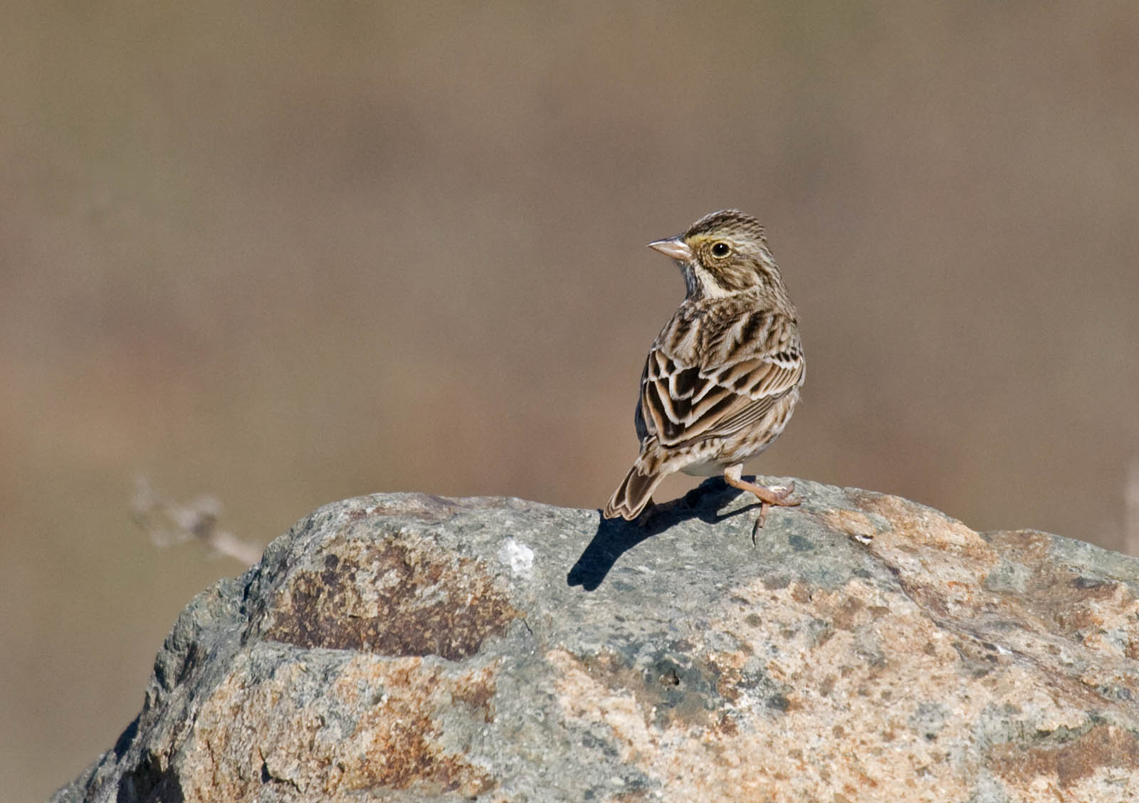 Savannah Sparrow