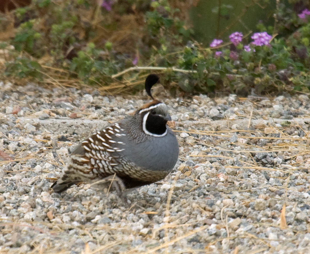 Hybrid California x Gambels Quail