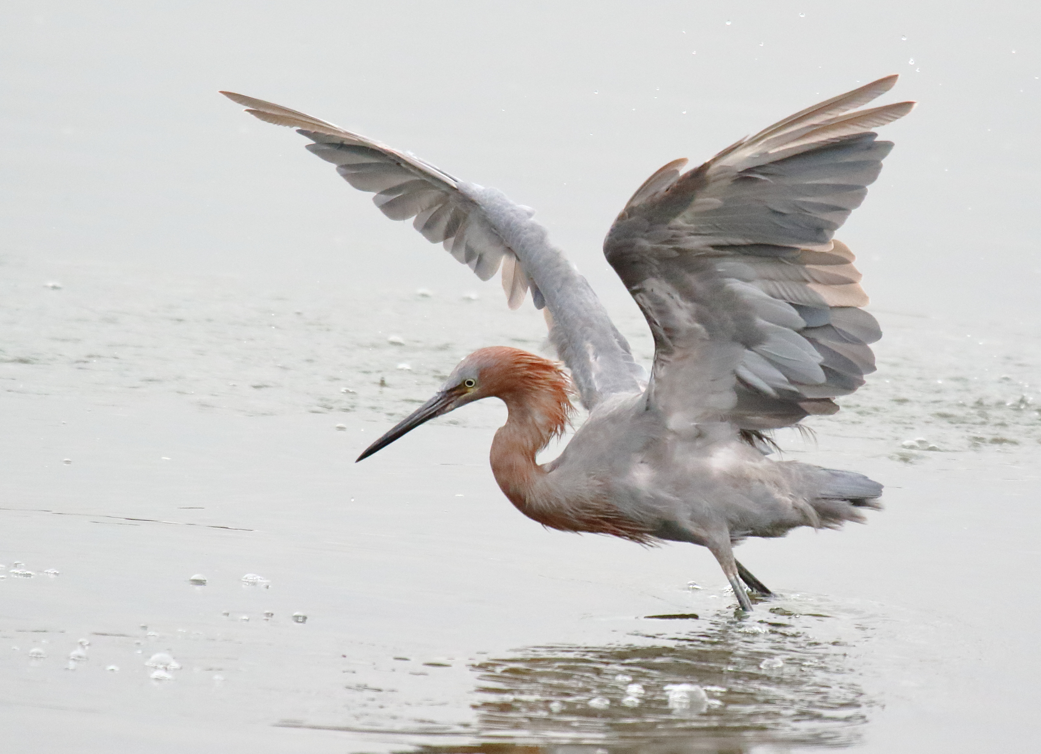 Reddish Egret