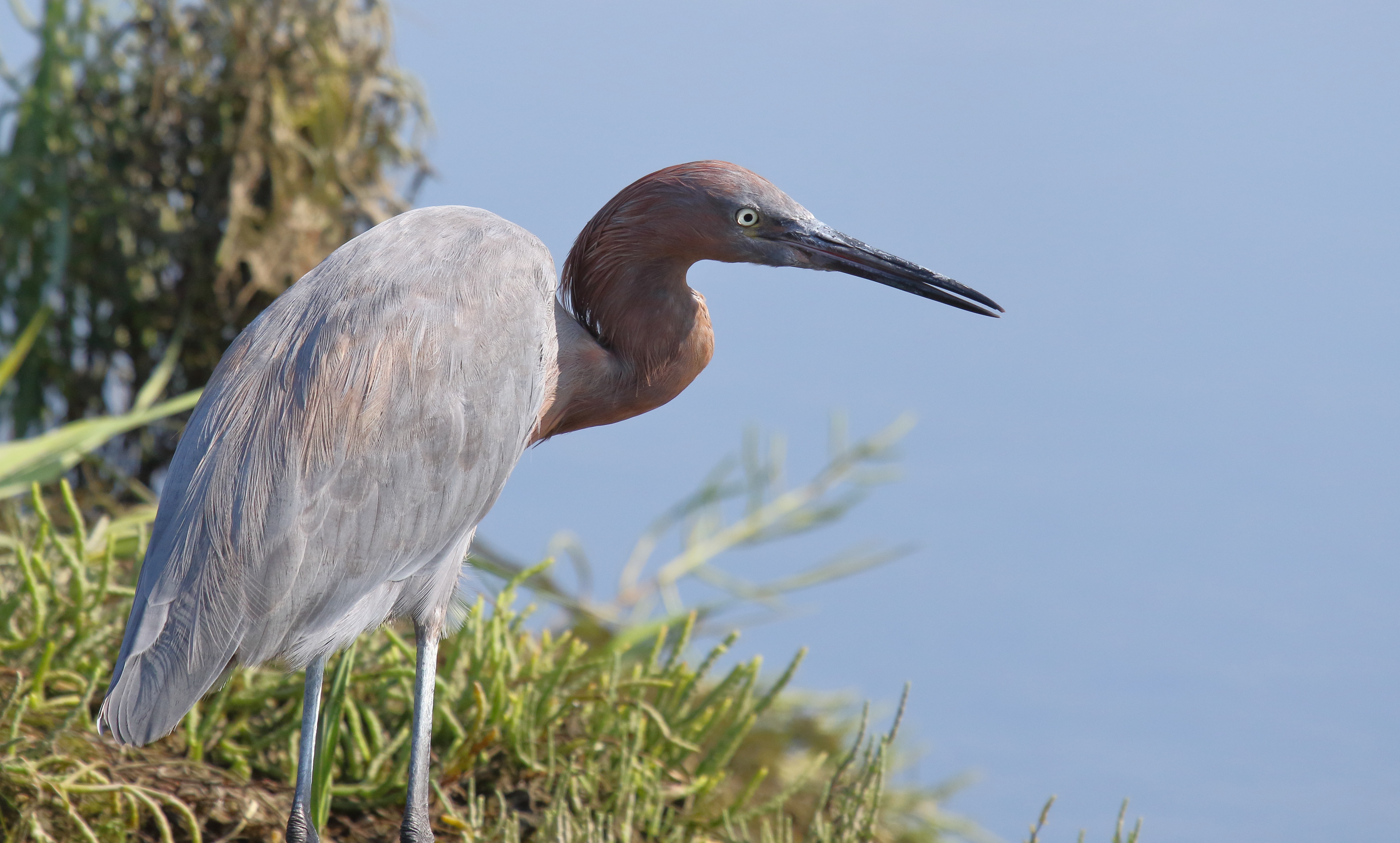 Reddish Egret