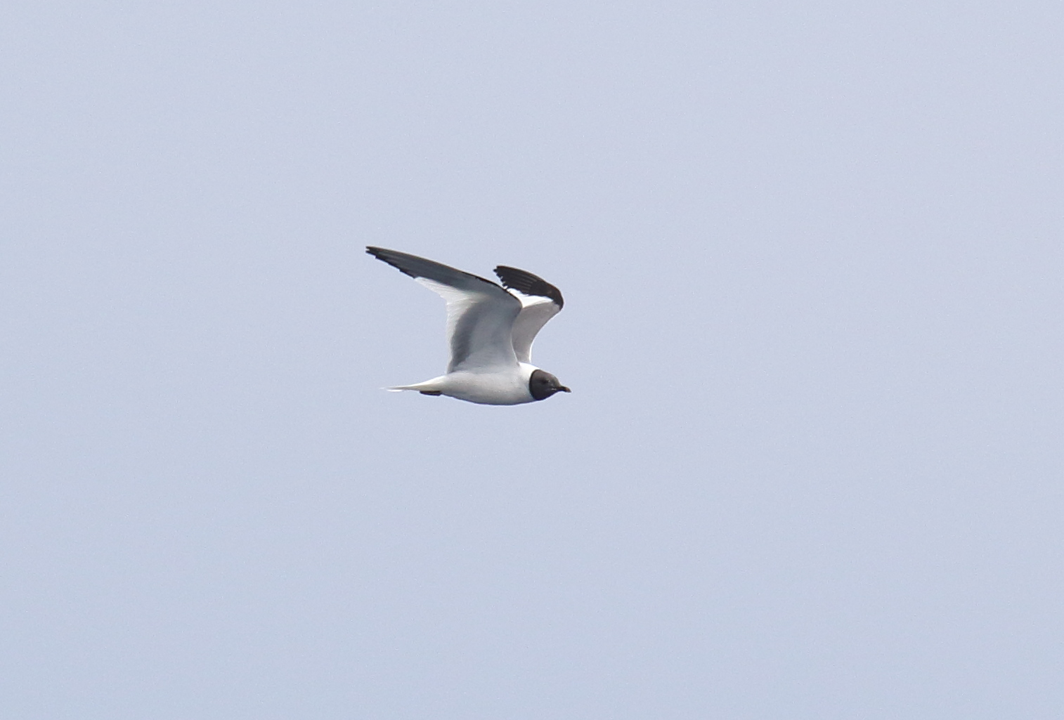 Sabines Gull