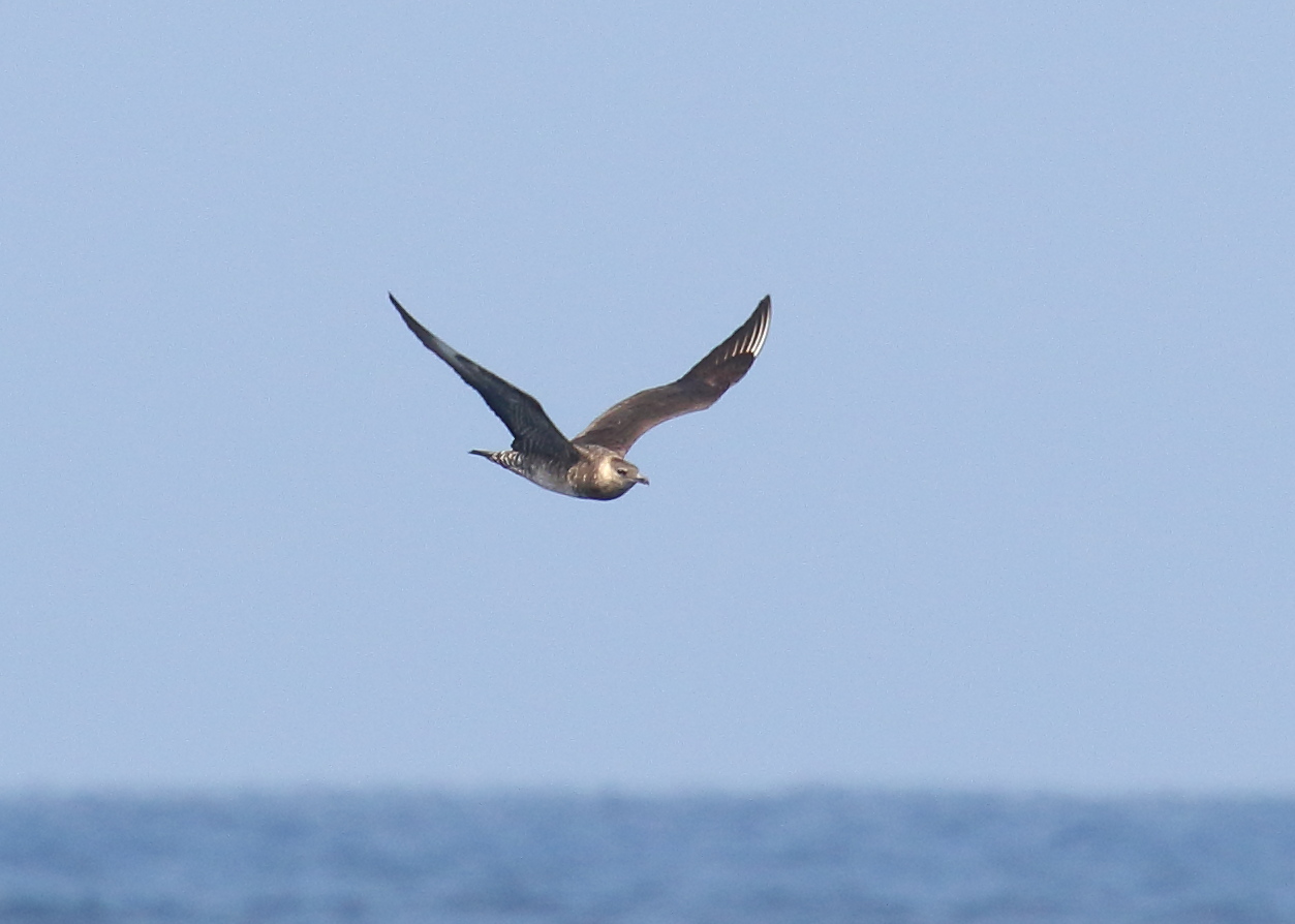 Pomarine Jaeger
