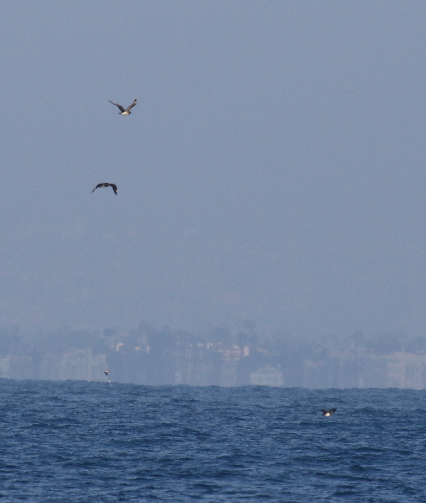 3 Parasitic Jaegers