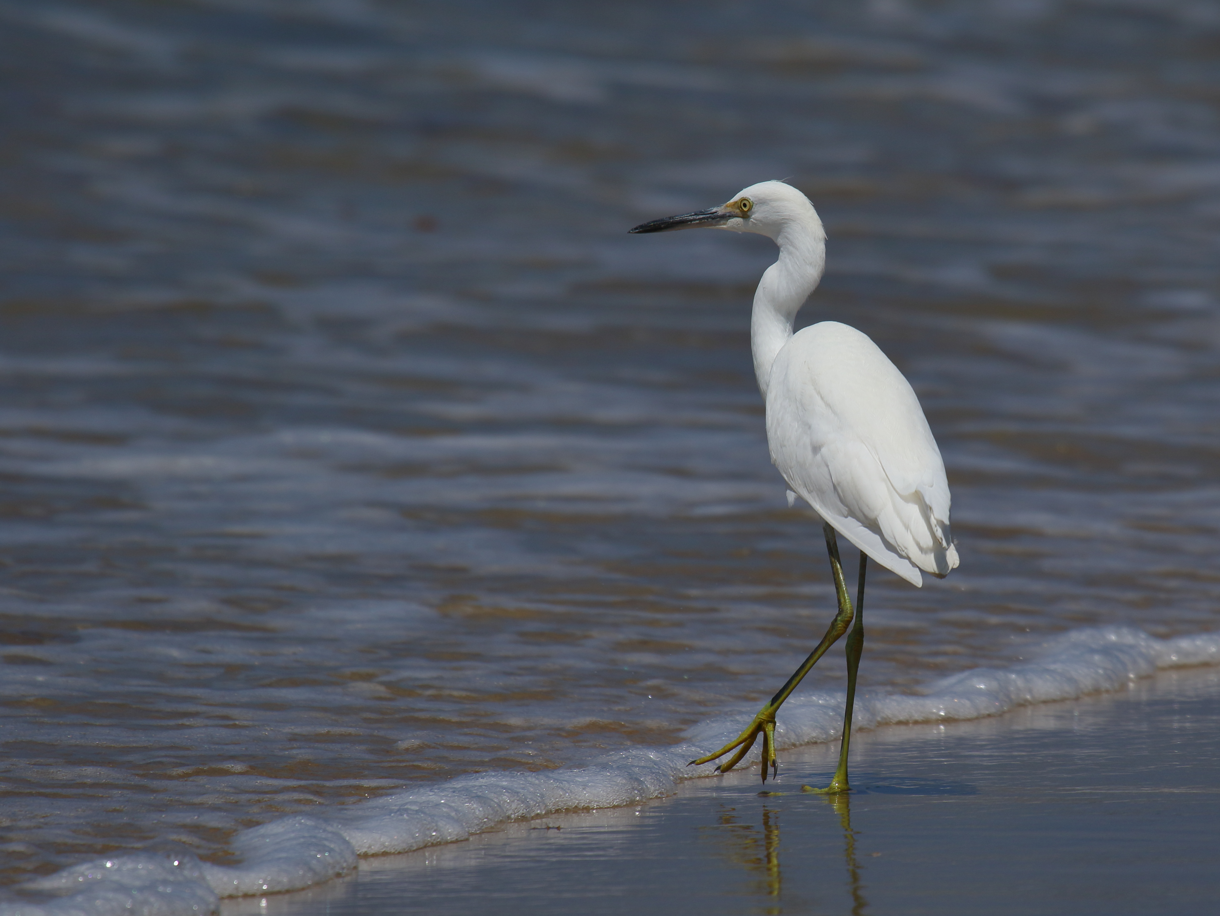 Snowy Egret