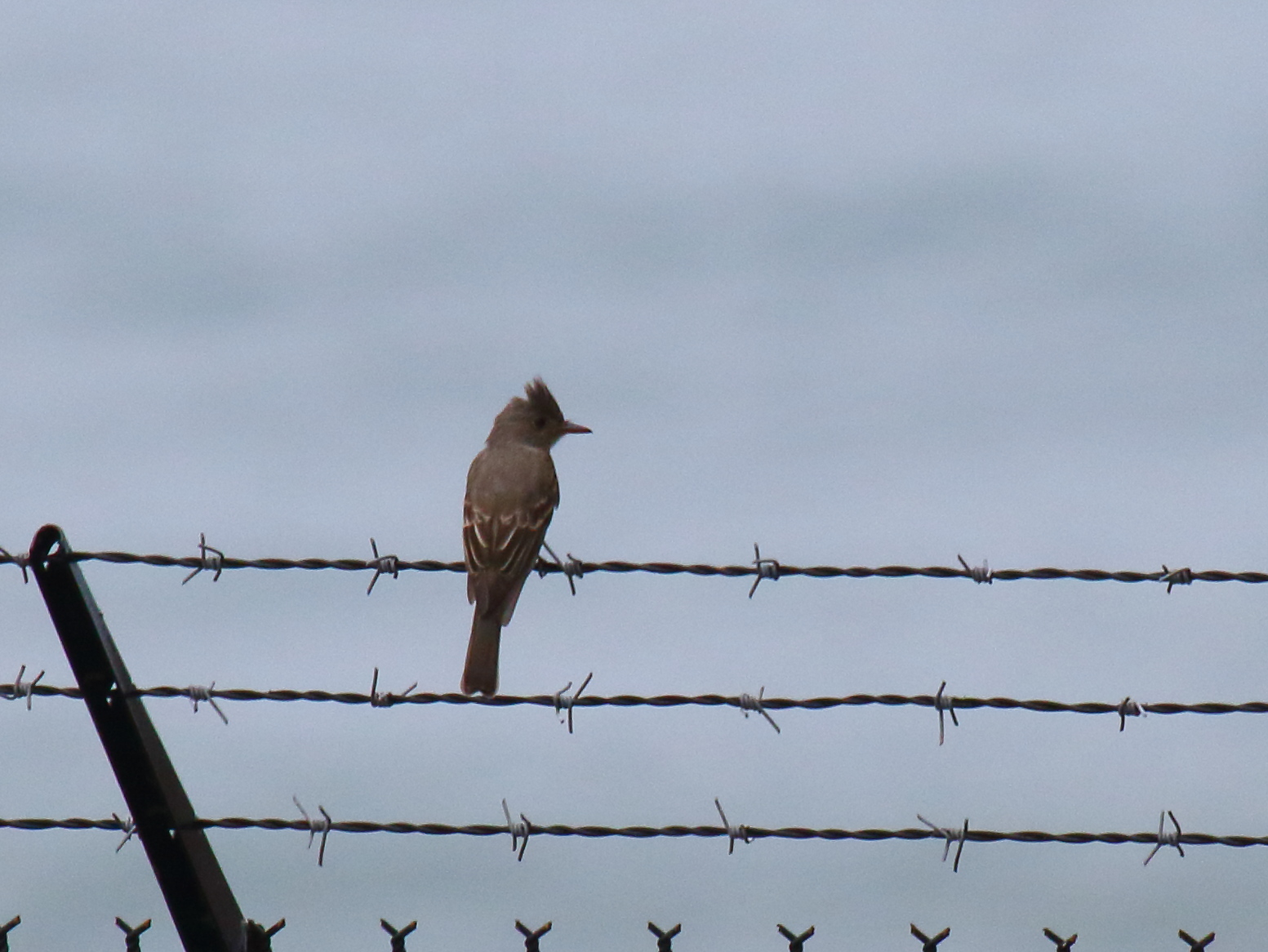 Greater Pewee