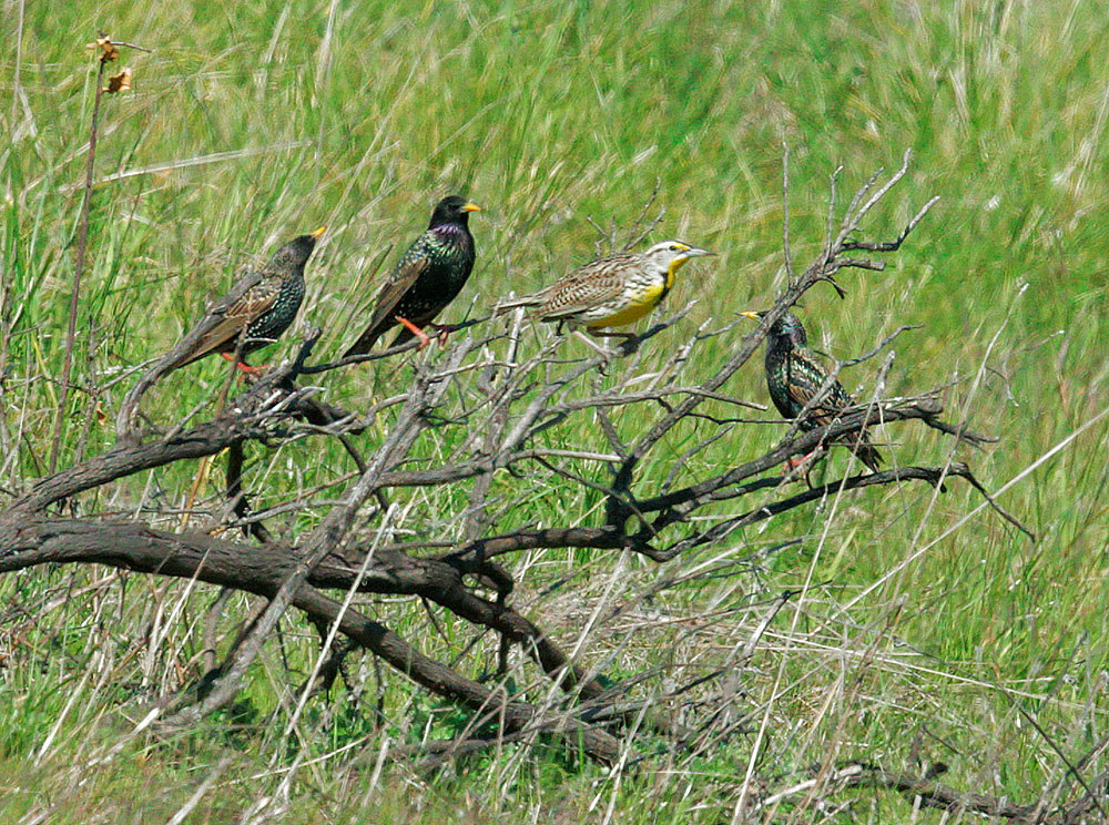 Western Meadowlark and European Starlings