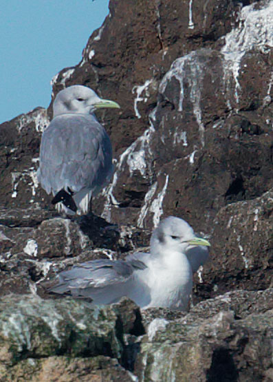 Black-legged Kittiwakes