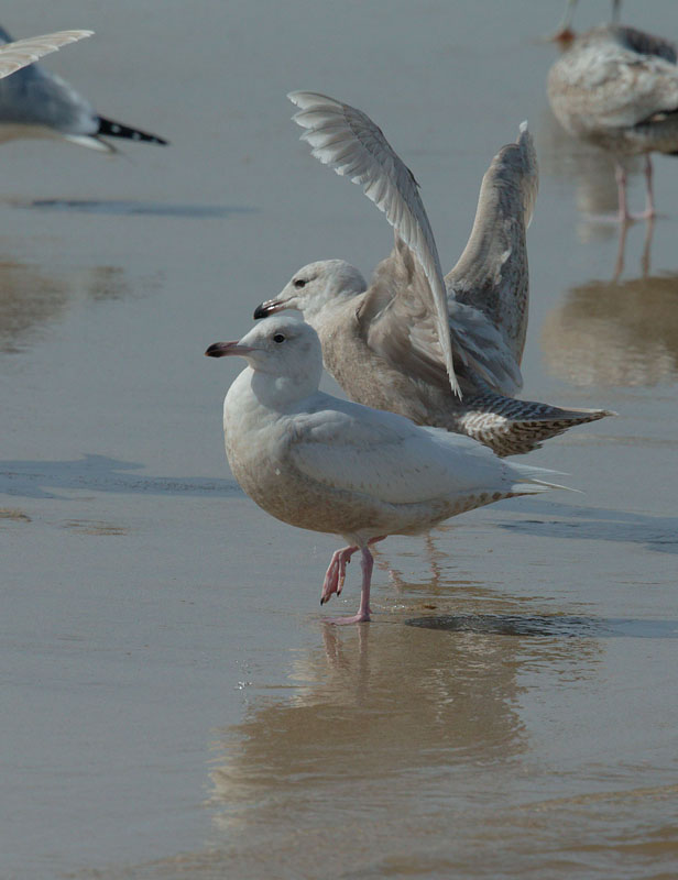 Glaucous Gull and Glaucous x (Herring?)Gull