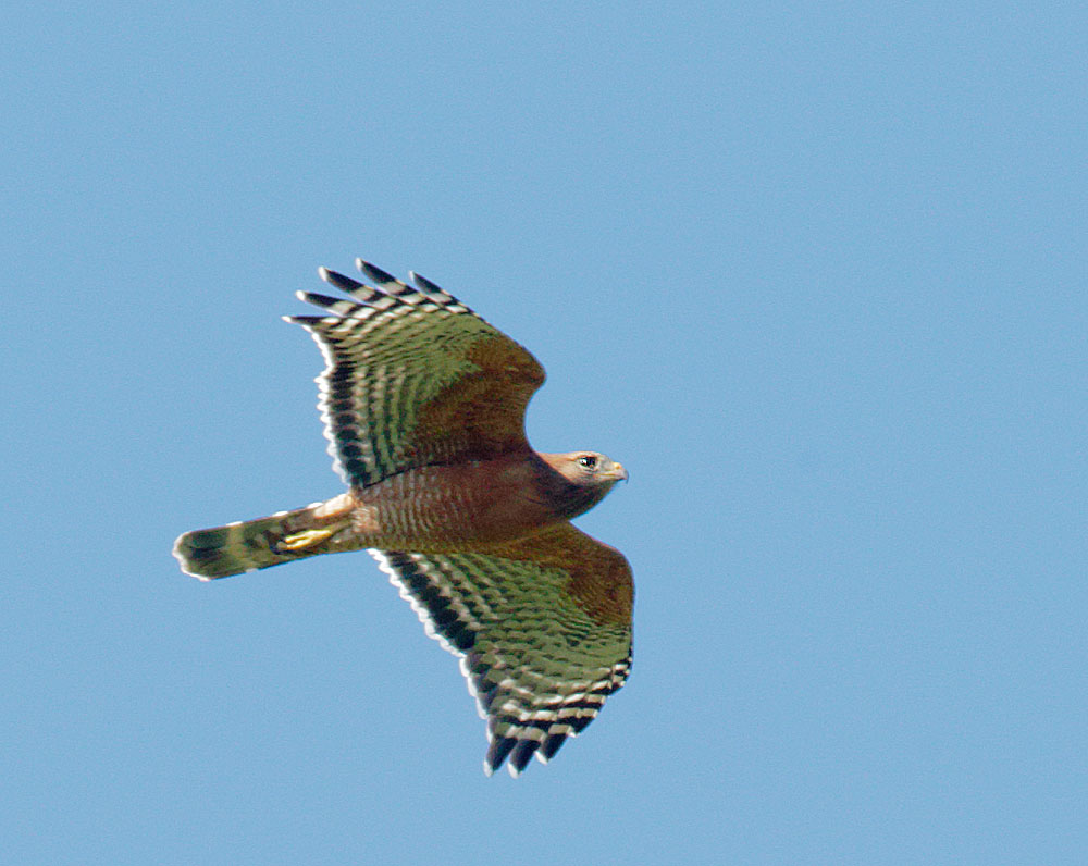 Red-shouldered Hawk, flying