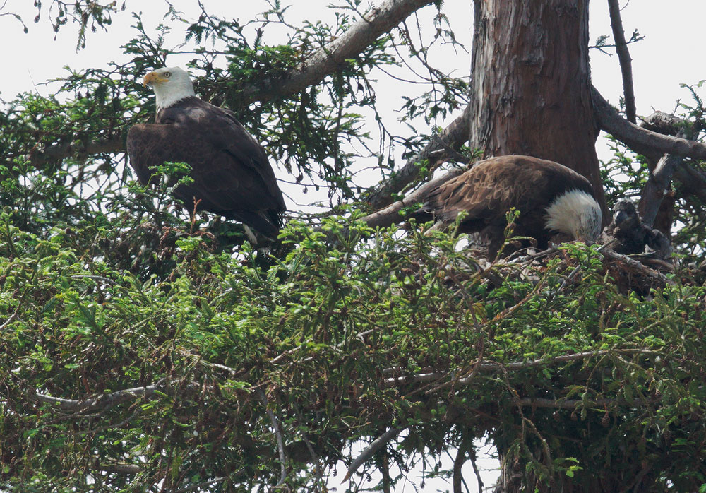 Bald Eagles, adult male, and adult female with nestling