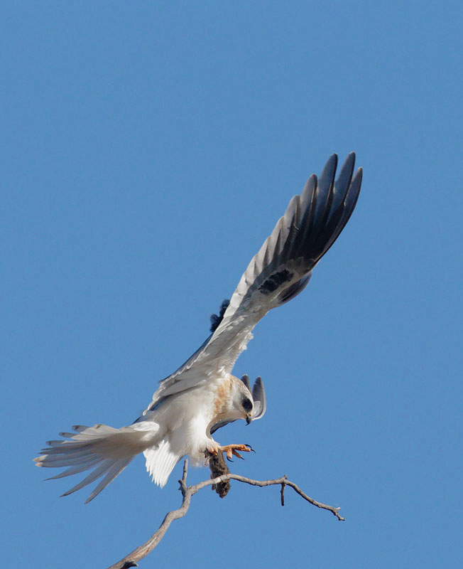 White-tailed Kite, juvenile landing with vole