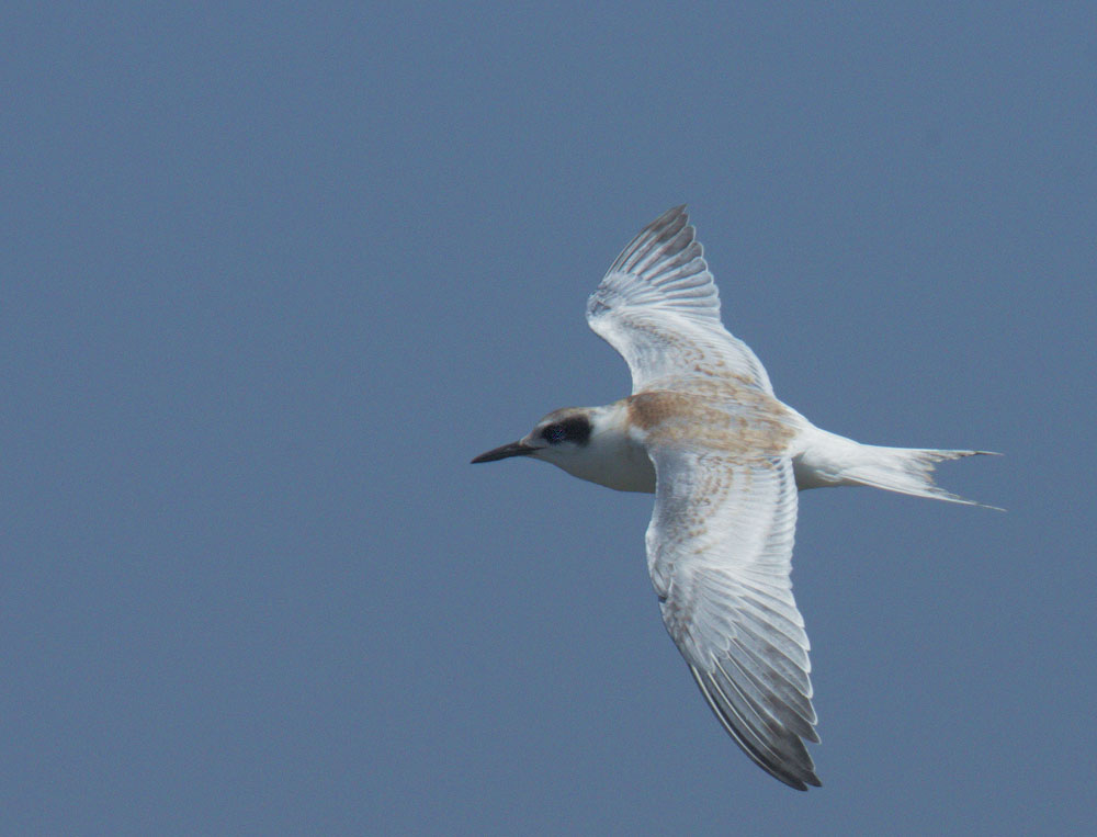 Forsters Tern, flying juvenile