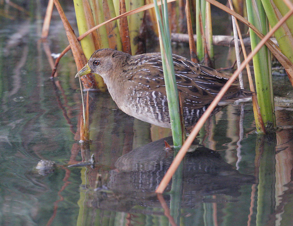 Sora, juvenile